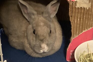 Loosha would like to make a contribution to the sub