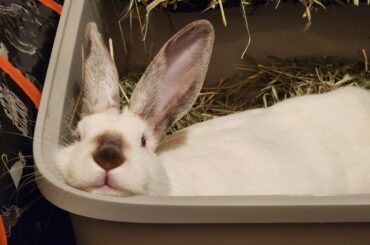 she loves the bed I made for her, but then she also likes to lay in her poops. Look at this face... 🤣🧡