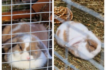 Biscuit and Pickle are loafs! 11 wks old.