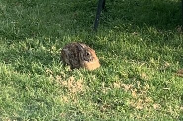 Was told to post my wild loaf here