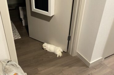 Noodle keeping an eye on things while I run out for a minute.