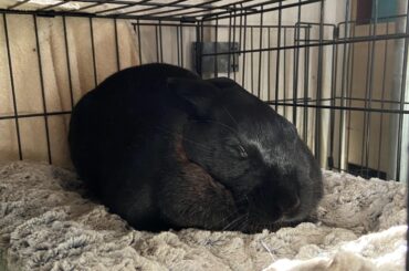 Squished bun