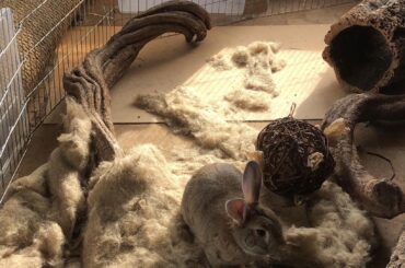 The after”mat” of yesterdays DIY session (x-post r/Rabbits)