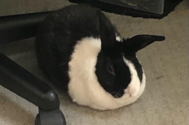 This loaf’s ears make a nearly perfect 90 degree angle!