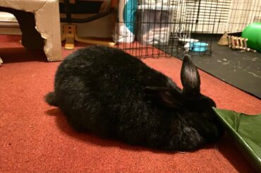 Roselia is not very good at hide and seek… She has too much chunk