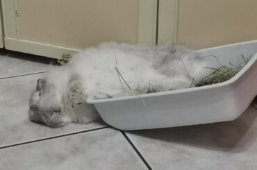 That surely does not seem comfortable... but to each their own!