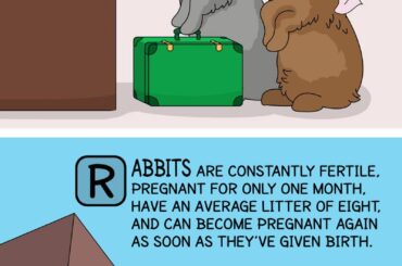 Annnnnd Go! [OC] - Zoodraws