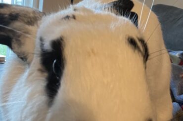 She tried to steal a takeout container of rice right from my hand (she’s not sorry)