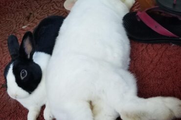 Moonpie supervising Teeno's noodlin'