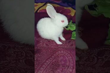 so cute baby rabbit #shorts
