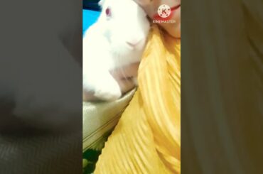 cute rabbit #shorts #viralshorts #trending