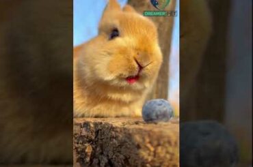 Cute Bunny Eating Blueberry #1 #bunny #shorts