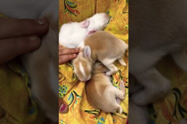 Bunnies cute video rabbit baby #bunny #littlebunny #rabbits