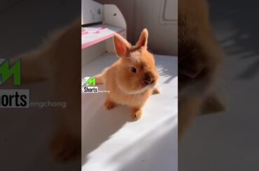 cute rabbit #rabbit #shorts #youtubeshorts #youtube #ytshorts #shorts @tmshorts2 #tmshorts