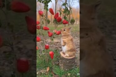 cute rabbit #asmr #shorts