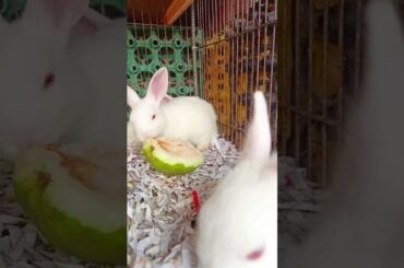 Cute Rabbit Pet Collection