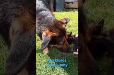 Dog kisses cute baby bunny short