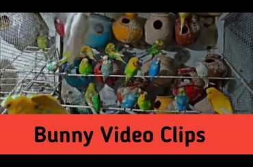 Cute baby bunnies feeding activity #rabbit #bunny