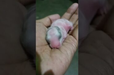 Cute Baby Rabbit #shorts #cutebaby