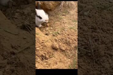 Cute baby rabbits Shehr main dihat