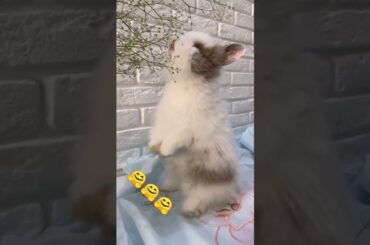 cute rabbit #youtube #shorts
