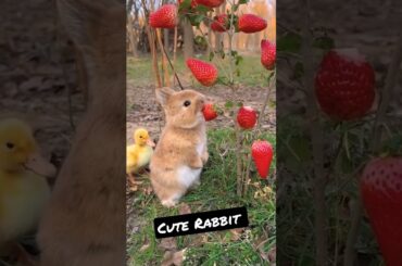 Cute Rabbit #youtubeshorts #shorts ytshorts