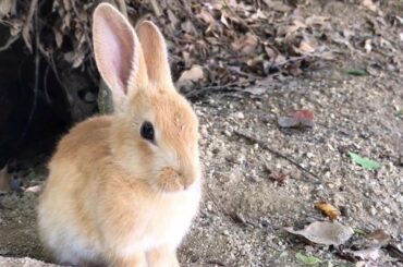 Breathtakingly Cute Baby Rabbits [Bunny Island Japan]