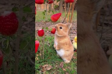 Cute Rabbit .A Beautiful movement  #short #viral