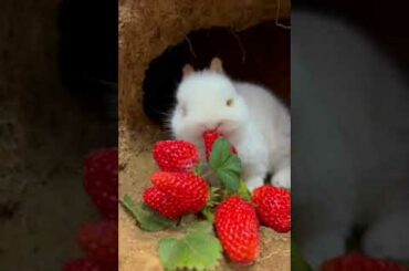 #cute #rabbit #love #shorts