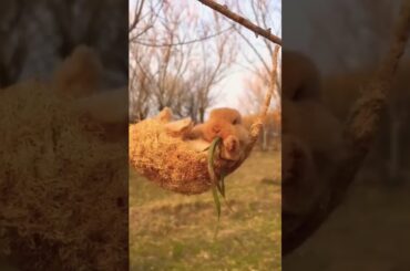 #funny #cute #rabbit #shorts