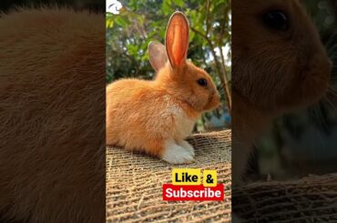 #cute bunny   #shortsvideo #photography