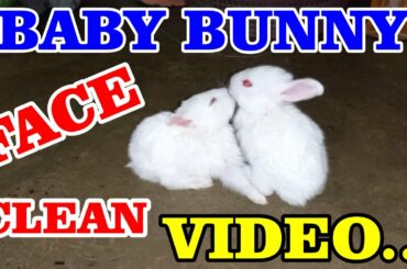 Cute Baby Bunny Cleaning Her Face | Rabbit Cute Video