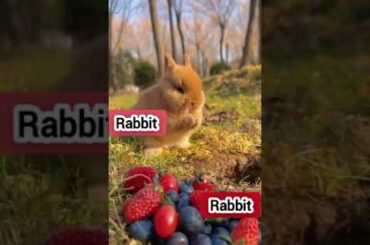 Cute Rabbit Short #youtube #youtubeshort