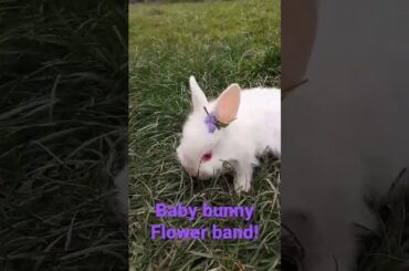 Baby bunny flower band short. Cute video bunny #shorts