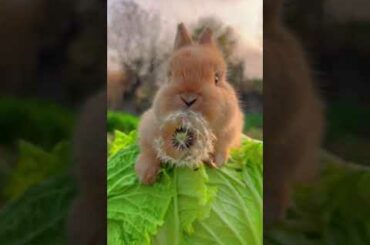 Awww! cute Rabbit. #shorts #rabbit