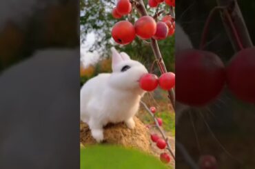 Cute Rabbit #cute #rabbits