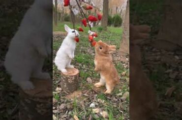 Cute Rabbit #short #shorts #shortvideo #animals #shortsyoutube #trendingshorts #viralshorts