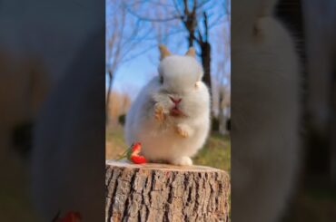 #shorts#cute animal #cute rabbit