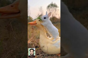 cute rabbit and duck eating moments | #animals #shorts #rabbit #viralshorts