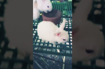 #Cute #bunny  #rabbit #rabbits  #bunnies