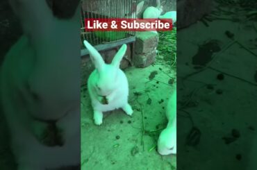 Cute Baby Rabbit, #cute #pets #petlover #animalsloversgrw #rabbits