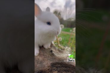 cute rabbit #rabbit #shorts #youtubeshorts #youtube #ytshorts #shorts @tmshorts2 #tmshorts