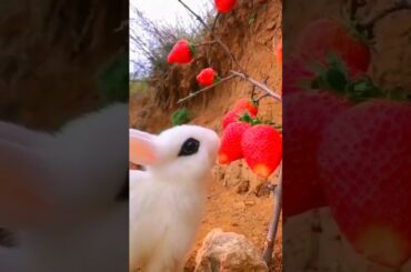Cute rabbit eating fruit #animals #pets #rabbit #funcatdog #shorts #trandingshort