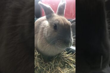 She's cute I know! #short  #ceeceebunnies #lionlop #cutebunny