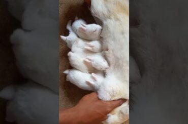 funny & cute rabbit babys day 15 #ytshort #ytviral #ytshortsindia #youtubeshorts #ytviralshorts