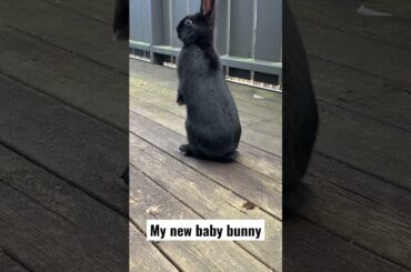 Meet my new baby bunny! | Cute bunny | rabbit | Preriens Christmas Cookie |