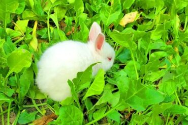 Amazing Funny & Cute Baby Bunny Rabbit Video Show -  Beautiful Rabbit Show