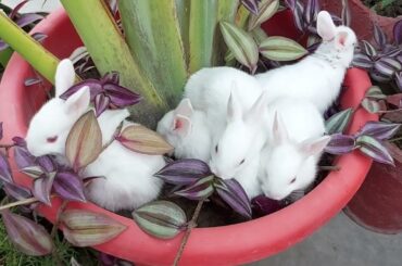 what cute baby bunnies have you seen#rabbit #cutebunny #cutebaby