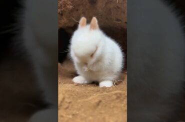 Cute bunny . A beautiful moment 35 - #shorts All Animal's Club
