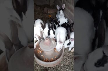 Beautifull Rabbits #animals #rabbit #bunny #cuterabbit #shortsvideo #petrabbit #catcute #viralvideo